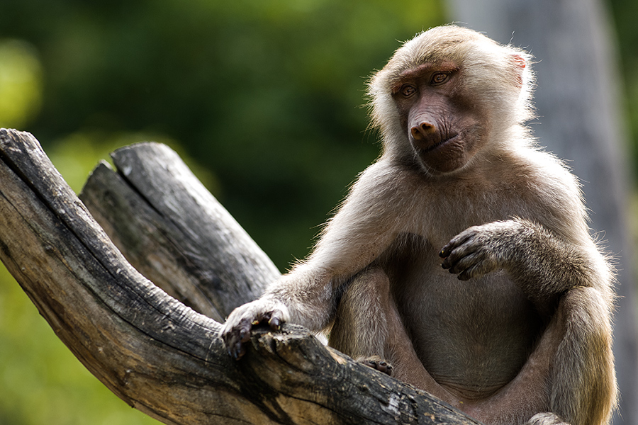 trauriger Pavian - kein Wunder, da Zoo gleich Gefängnis