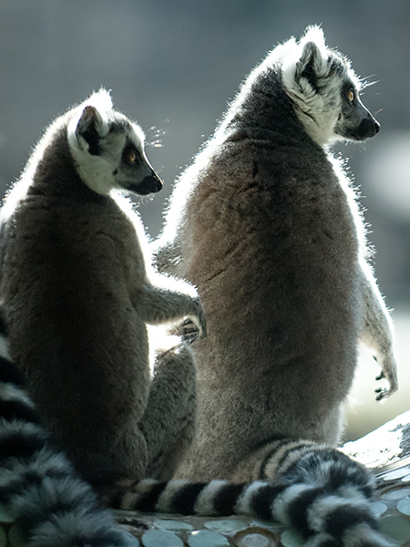 Katta - Lemurpärchen