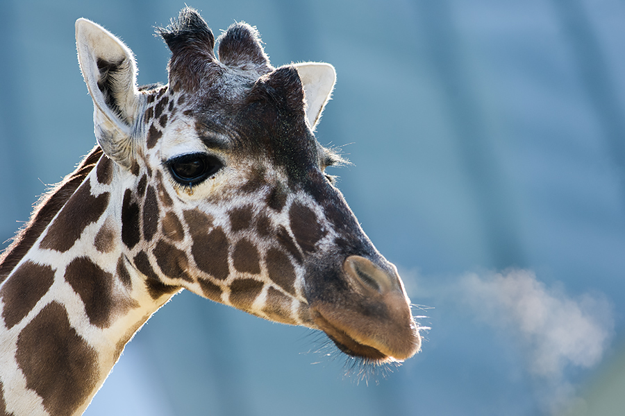 Giraffe beim Ausatmen