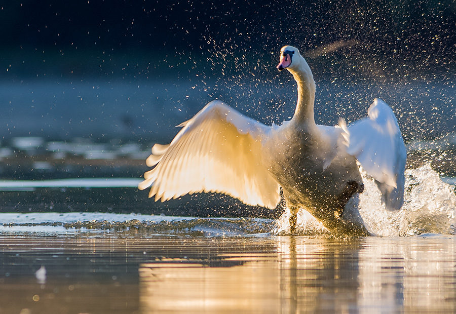 Schwan - Landung geglückt...