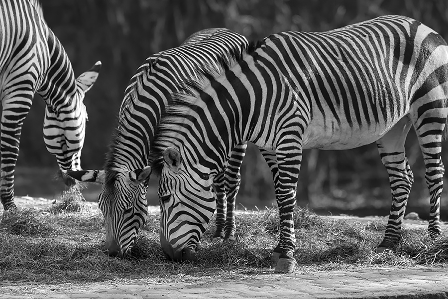 Zebras