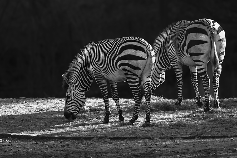 Zebras
