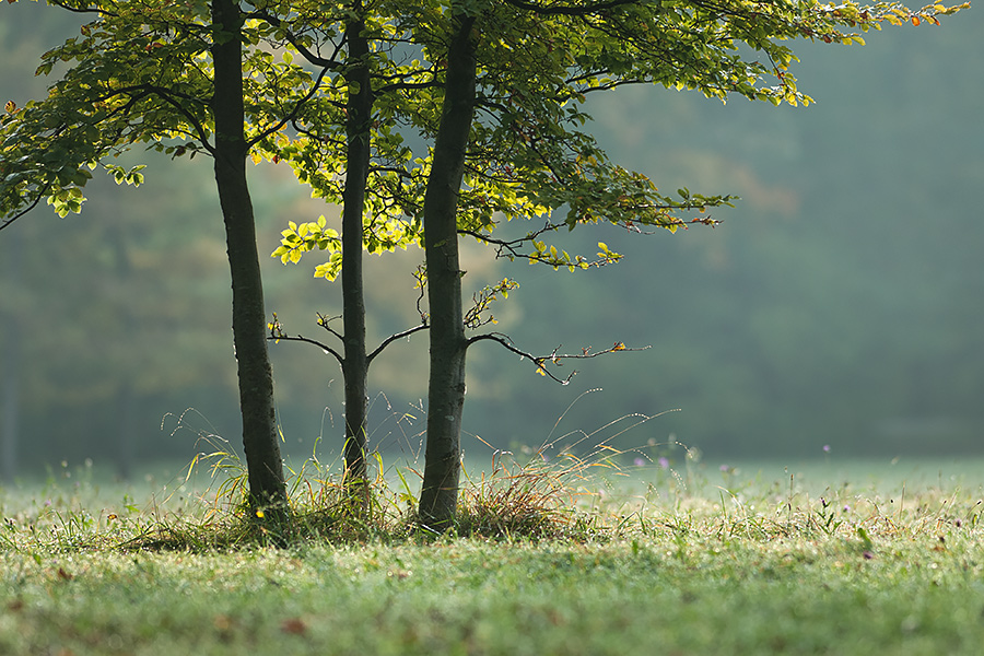 München - Englischer Garten - Nordteil